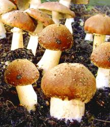Braunkappen Gartenbeet Braunkappen Gartenbeet