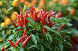 Thai Chili (Bird's Eye) Samen Thai Chili (Bird's Eye) Samen