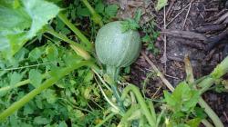 Zuccini Rondini Zuccini Rondini
