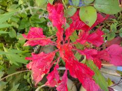 Amaranth Molten Fire Amaranth Molten Fire