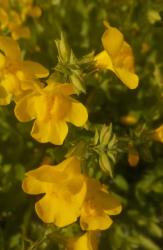 Gauklerblume Gauklerblume