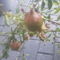 Zwerg-Granatapfel Zwerg-Granatapfel