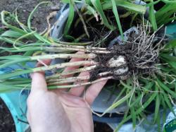 Pflanzknoblauch, milder Geschmack Pflanzknoblauch, milder Geschmack