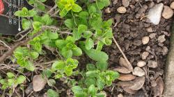 Oregano winterhart Oregano winterhart