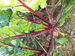 Rote Bete Saatgut Rote Bete Saatgut