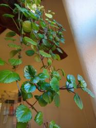 Plectranthus verticillatus, Schöne Zimmerpflanze Plectranthus verticillatus, Schöne Zimmerpflanze