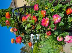 Rose Decor Arlequin Rose Decor Arlequin