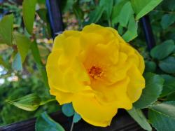 Stecklinge Rose Golden Gate Stecklinge Rose Golden Gate