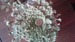 Rose von Jericho -Auferstehungspflanze- Rose von Jericho -Auferstehungspflanze-