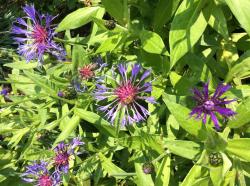 Blaue Bergflockenblumen Blaue Bergflockenblumen