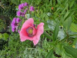 1 Jungpflanze lila Mohn 1 Jungpflanze lila Mohn