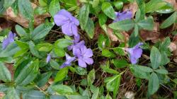 Immergrün Vinca minor Immergrün Vinca minor