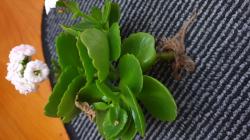 Sedum- bewurzelter Ableger Sedum- bewurzelter Ableger