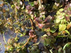 Wasserminze Wasserminze
