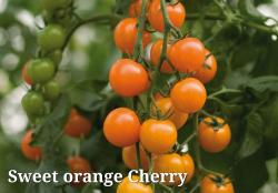 Tomatensamen Tomatensamen