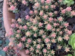 Sempervivum Sedum mix - Steingarten Sempervivum Sedum mix - Steingarten