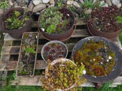 Hauswurze/Sedum Hauswurze/Sedum