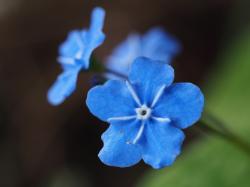 *Foto Gedenkemein blaue Blüte