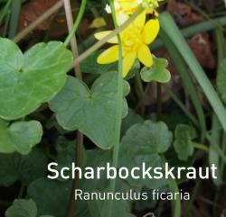 Scharbockskraut Scharbockskraut