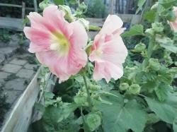 Stockrose pink Stockrose pink