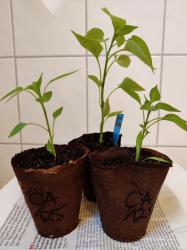 Paprika "Pantos",Chili"CA125" Paprika "Pantos",Chili"CA125"