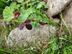 Rote Haselnuss Rote Haselnuss