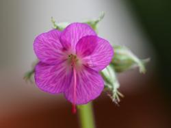 *Foto Storchernschnabel Blüte in Pink