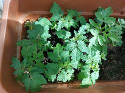 Tomaten Pflänzchen 5 Stk Tomaten Pflänzchen 5 Stk