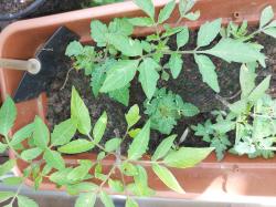 Tomaten Pflänzchen 5 Stk Tomaten Pflänzchen 5 Stk