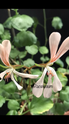 Sauerampfer Pelargonie Sauerampfer Pelargonie
