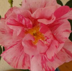Apothekerrose Apothekerrose