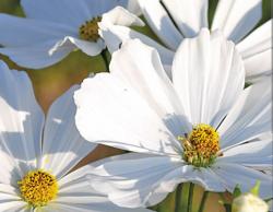 Cosmea Sonata White Cosmea Sonata White