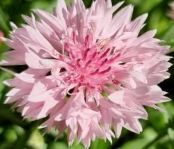 Kornblume Weiß innen rosa Kornblume Weiß innen rosa