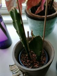 Epiphyllum 'Knebels Farbenwunder' Epiphyllum 'Knebels Farbenwunder'
