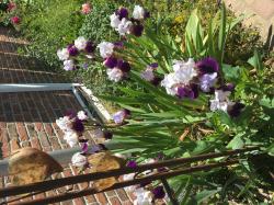 Iris Iris