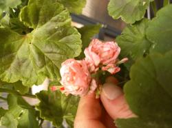 Pelargonie Unicorn Monday Morning Pelargonie Unicorn Monday Morning