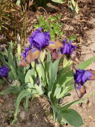 Iris Nana Plum Lucky Iris Nana Plum Lucky