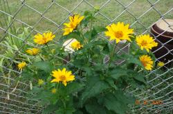 Staudensonnenblume Staudensonnenblume