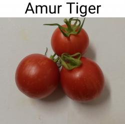 Tomaten Amur Tiger