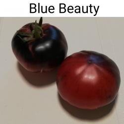 Tomaten Blue Beauty
