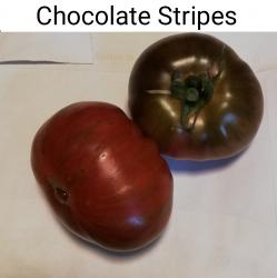 Tomaten Chocolate Stripes