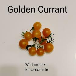 Tomaten Golden Currant Tomaten Golden Currant