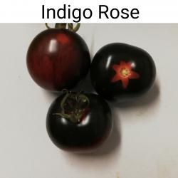 Tomaten Indigo Rose Tomaten Indigo Rose