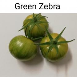 Tomaten Green Zebra Tomaten Green Zebra