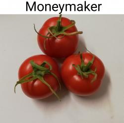 Tomaten Moneymaker Tomaten Moneymaker