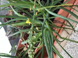 Bulbine frutescens - Katzenschwanzpflanze Bulbine frutescens - Katzenschwanzpflanze