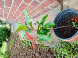 Photinia Red Rubin Glanzmispel Photinia Red Rubin Glanzmispel
