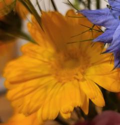 Ringelblumen Samen orange Ringelblumen Samen orange