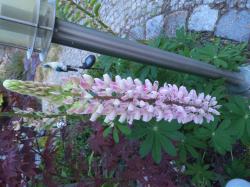 Lupine Lupine
