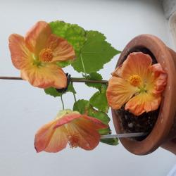 Abutilon Abutilon
